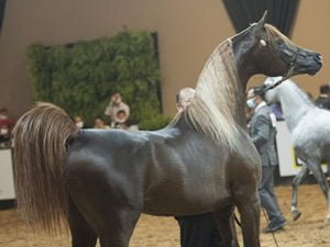 39ª EXPOSIÇÃO NACIONAL DO CAVALO ÁRABE