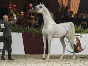 38ª EXPOSIÇÃO NACIONAL DO CAVALO ÁRABE