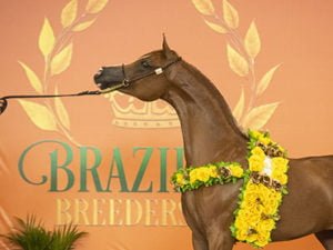 Brazilian Breeders’Cup