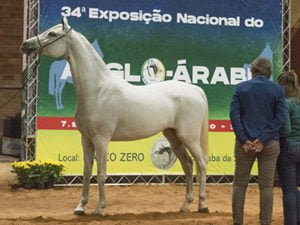 34ª Nacional do Anglo-Árabe