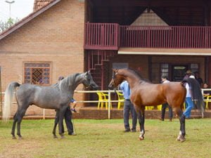 11ª Expo MS do Cavalo Árabe