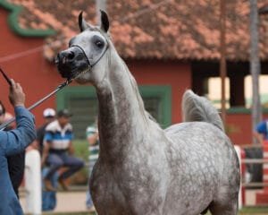 23ª EXPOSIÇÃO INTERNÚCLEOS DO CAVALO ÁRABE