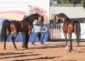 16ª EXPOSIÇÃO MOGIANA DO CAVALO ARABE