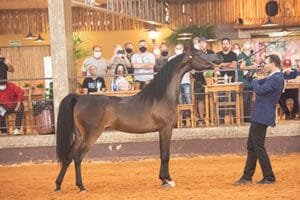 27ª INTERNACIONAL DO CAVALO ÁRABE