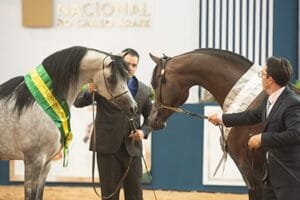 40ª EXPOSIÇÃO NACIONAL DO CAVALO ÁRABE
