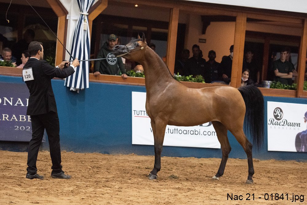 KHALEESI EL LAMI RB – Cavalo Árabe Brasil