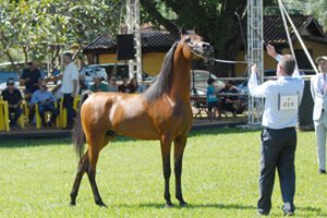 20ª ExpoGrande Arabian Show