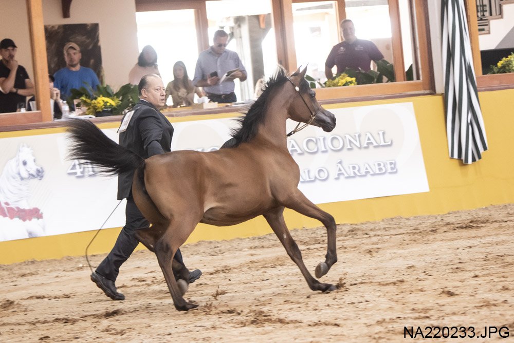 KHALEESI EL LAMI RB – Cavalo Árabe Brasil