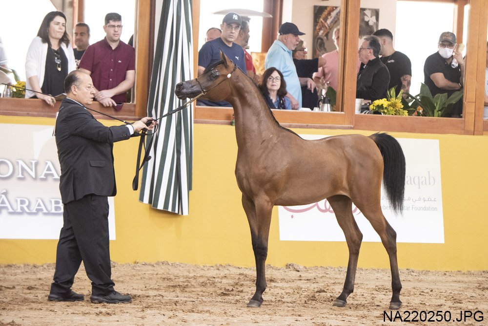 KHALEESI EL LAMI RB – Cavalo Árabe Brasil