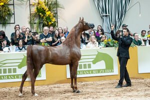 41ª EXPOSIÇÃO NACIONAL DO CAVALO ÁRABE