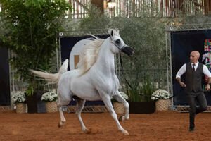 28ª INTERNACIONAL DO CAVALO ÁRABE 2022