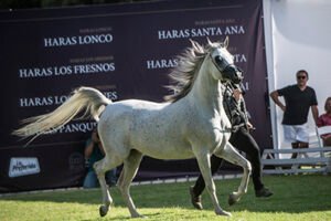 29ª EXPOSIÇÃO INTERNACIONAL DO CAVALO ÁRABE