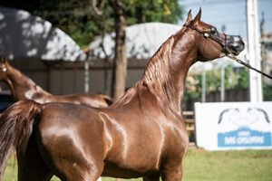 24ª INTERNÚCLEOS DO CAVALO ÁRABE
