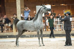 VI EXPOSIÇÃO INTERAMERICANA DO CAVALO ÁRABE