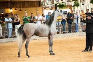 37ª Exposição Interestadual do Cavalo Árabe