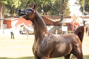 25ª EXPOSIÇÃO INTERNÚCLEOS DO CAVALO ÁRABE