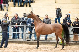 7ª Interamericana do Cavalo Árabe