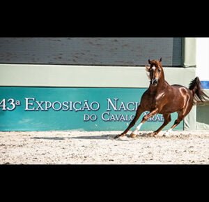 43ª EXPOSIÇÃO NACIONAL DO CAVALO ÁRABE