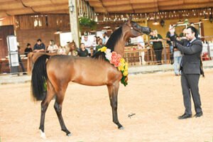 BRAZILIAN BREEDERS ´CUP 2024