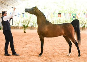 30ª Exposição Internacional do Cavalo Árabe