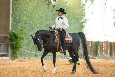 EMAGNIFICO BANDIT JM - BANDIT SRA x SHANNAYA D'MAGNUM JM x MAGNUM PSYCHE