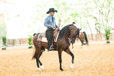 GHERITZZ VAALENTE JM - VAALENTE x YMISTIK PERIGNON JM x *PERIGNON