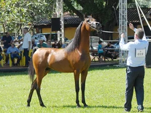 21ª EXPOGRANDE ARABIAN SHOW