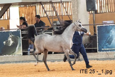 HES PENELOPE - RAGNARY GV x ADELINE HVP x KAHIL AL SHAQAB