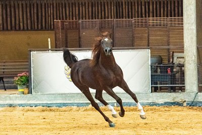 FALCON DI PSCORE JM - PSCORE x MARJORIE HVP x *FA EL SHAWAN