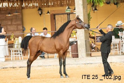 HENZZO DI CASH JM - CASH DEL TINO JM x TSHAKIRA D'PSCORE JM x *PSCORE