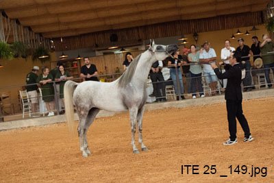 QUEEN ELINOR FWM - VAALENTE x RP JOHARRA x WH JUSTICE