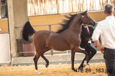 RFI MARQUIS - QUASIM CRH x *MYSTICA DESIRE x MARWAN AL SHAQAB