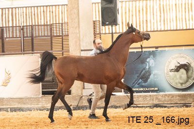 PREDESTINADO RACH - BANDIT SRA x PRECIOSA RACH x TS KHIDAM EL SHAWAN