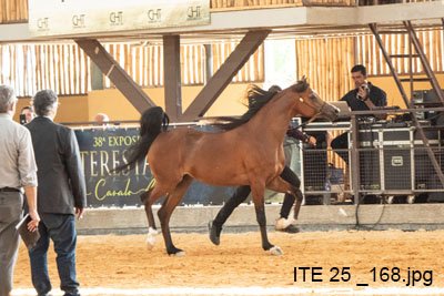 GALLAX D'AMBITION JM - BEY AMBITION x STIG JUSTHINE x WH JUSTICE