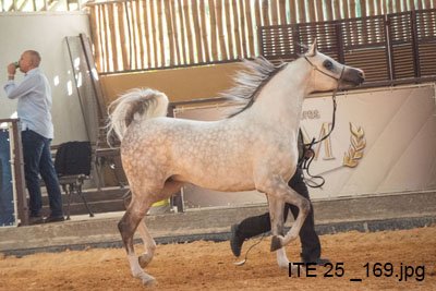 FATTALY D'ALI JM - HP ALI x PSYNFULL IA x PADRONS PSYCHE