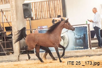 FALCON DI PSCORE JM - PSCORE x MARJORIE HVP x *FA EL SHAWAN