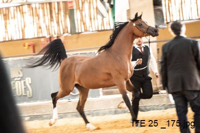 VIRTUS HEC - VULCANO HVP x MARS PRINCESS HEC x MARS SIMBAD HEC