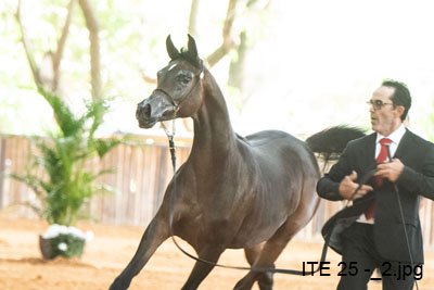 PRINCESS CHARLOTTE F - BANDIT SRA x SAHARA DAGHIRAH x *DENALI BHF