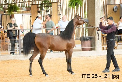 INVICTUS DI CALVIN J - CALVIN DEL TINO JM x ALYSSA CRYSTAL RLC x VULCANO HVP