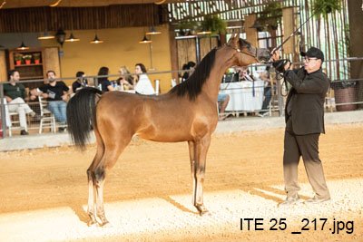 JUCIENNE D'BANDIT JM - BANDIT SRA x JUENNE APPRENTICE x *THEE APPRENTICE)