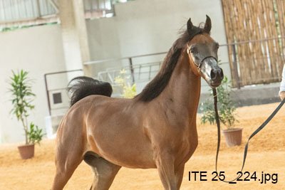 BALTHUS JSZ - ARIA RAKEEM x PALITRAA x MARWAN AL SHAQAB