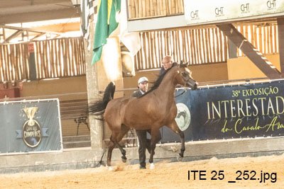 HIMPEHRYA TERJOI JM - HCE TERJOI x ALYSSA CRYSTAL RLC x VULCANO HVP