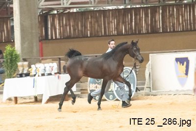 ILROMANNO YPARD JM - YPARADISE JM x RAMONAH HVP x RFI MAKTUB