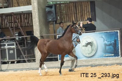 IDEAL RACH - QUASIM CRH x INSIGNIA RACH (EL SHAKHYR