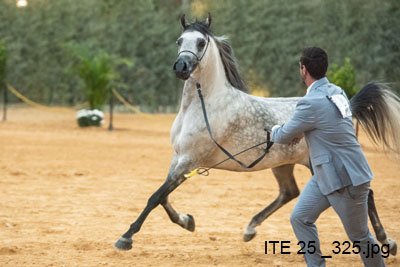 ENDLESS LOVE JM - VAALENTE x STIG JUSTHINE x WH JUSTICE
