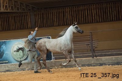 JAZZMAN RACH - HDF LUGANO x JAZZLA CME x HARIRY AL SHAQAB