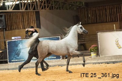 RFI SHARAM - RFI UNIQUE x RFI SAWARI x EXCALIBUR EA