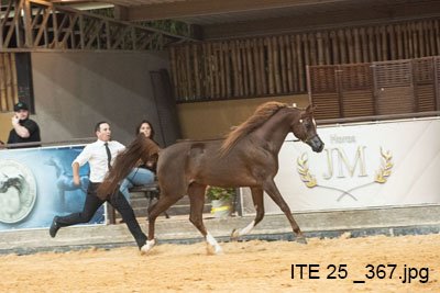 RAGNARY GV - RAGNAR RACH x AF HANOLINA x *DELMAR