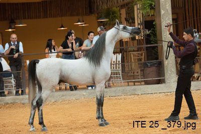 GAHLED DI SIRAJJ JM - SIRAJJ UB x NARADAA x HARIRY AL SHAQAB