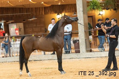 CASH DEL TINO JM - EL TINO x STIG JUSTHINE x WH JUSTICE
